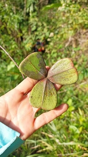 Prionostemma aspera — photo