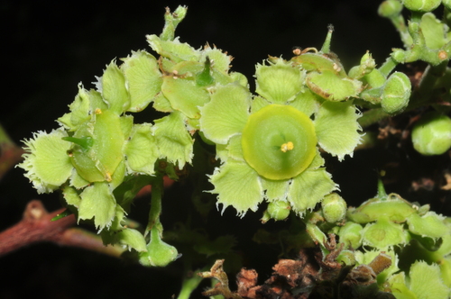 Prionostemma aspera