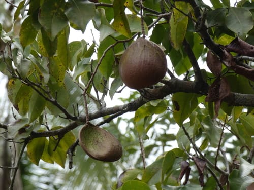 Prioria copaifera (Cativa) — photo