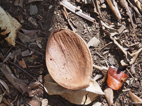 Prioria copaifera (Cativa) — photo