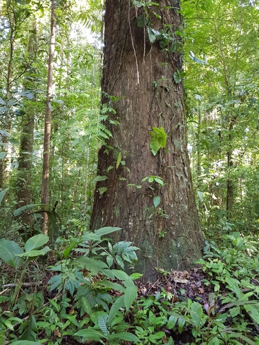 Prioria copaifera