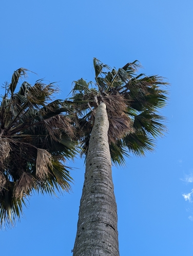 Pritchardia aylmer-robinsonii (Hawaiian fan-palm) — photo