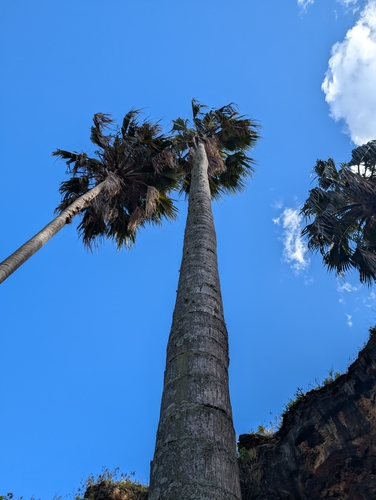 Pritchardia aylmer-robinsonii (Hawaiian fan-palm) — photo