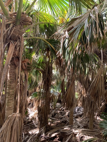 Pritchardia aylmer-robinsonii