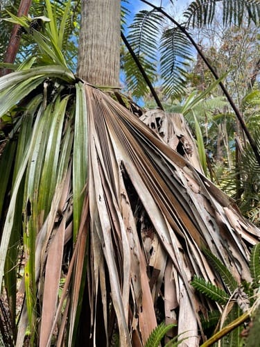 Pritchardia beccariana (Loulou palms) — photo