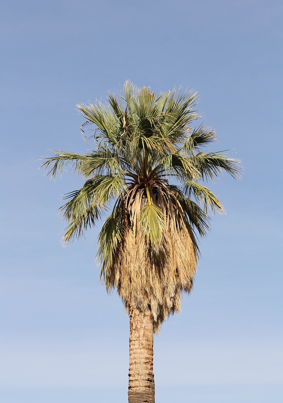 Pritchardia filifera — photo