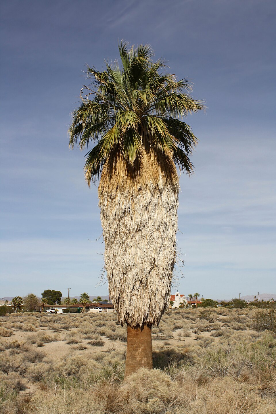 Pritchardia filifera