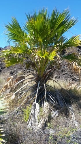 Pritchardia maideniana — photo