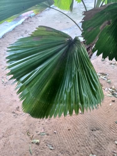 Pritchardia pacifica (Fiji Fan Palm) — photo