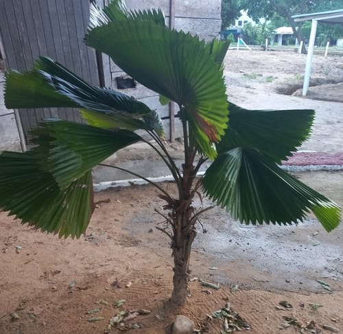 Pritchardia pacifica (Fiji Fan Palm) — photo