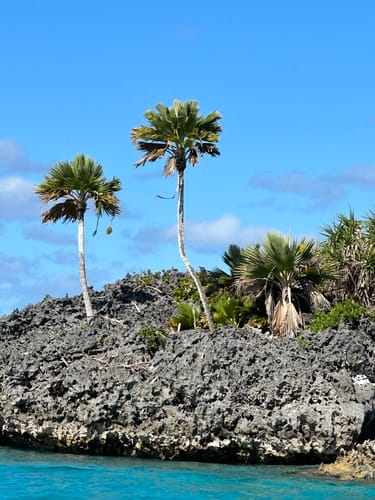 Pritchardia thurstonii (Lauan fan palm) — photo