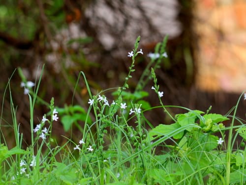 Priva cordifolia — photo