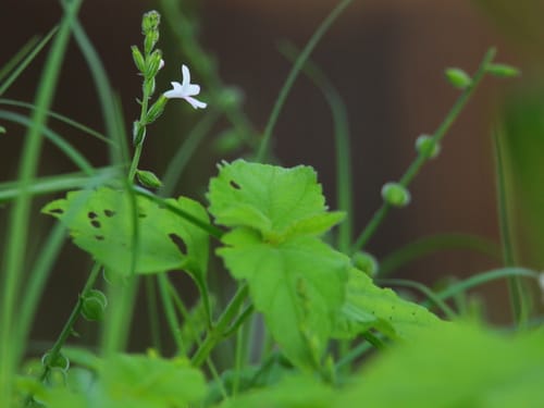 Priva cordifolia — photo