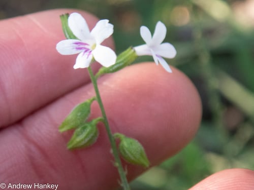 Priva cordifolia