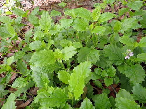 Priva laevis — photo