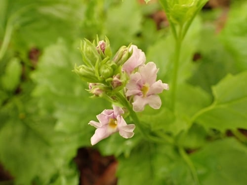 Priva laevis