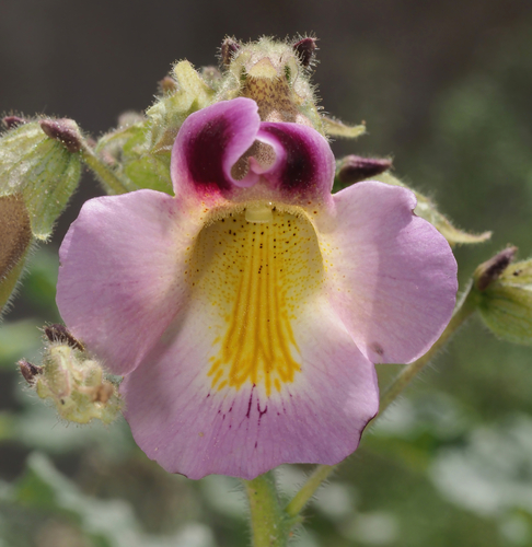 Proboscidea fragrans (Fragrant Devil’s Claw) — photo