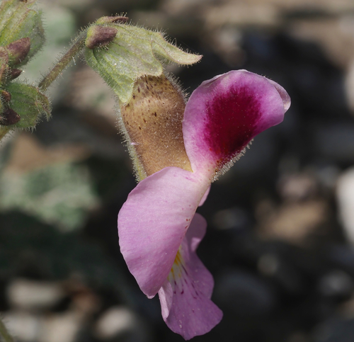 Proboscidea fragrans (Fragrant Devil’s Claw) — photo