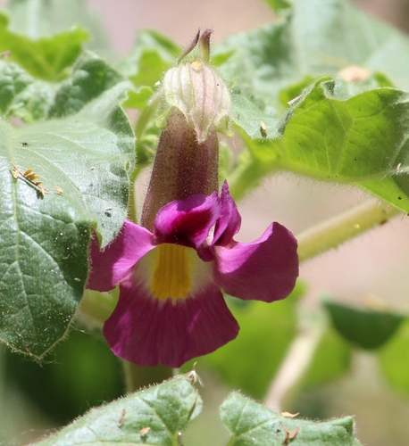 Proboscidea fragrans