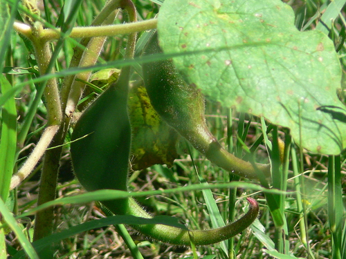 Proboscidea louisianica (Common Devil’s claw) — photo