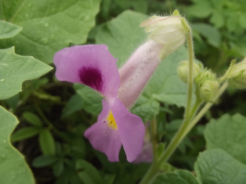 Martyniaceae
