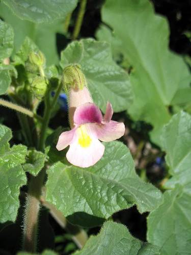 Proboscidea parviflora (Double claw) — photo