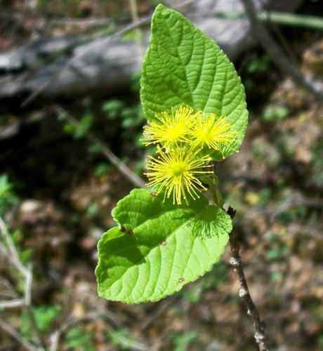 Prockia crucis — photo