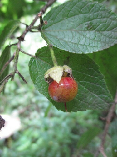Prockia crucis
