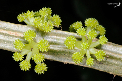 Procris laevigata (Ujah-ujahan) — photo