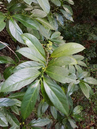 Procris pedunculata (Gahe vao) — photo