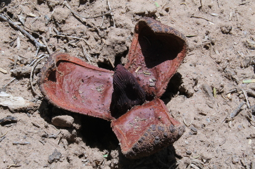 Prosopanche americana — photo