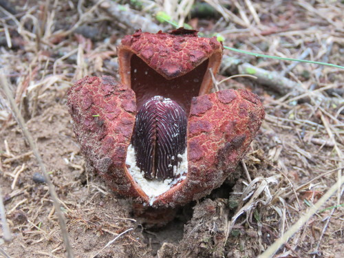 Prosopanche americana