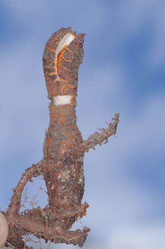 Prosopanche bonacinae — photo