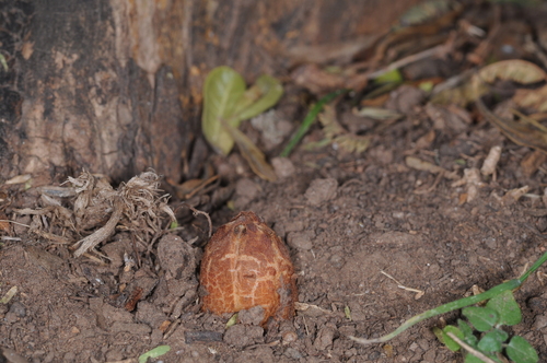 Prosopanche bonacinae — photo