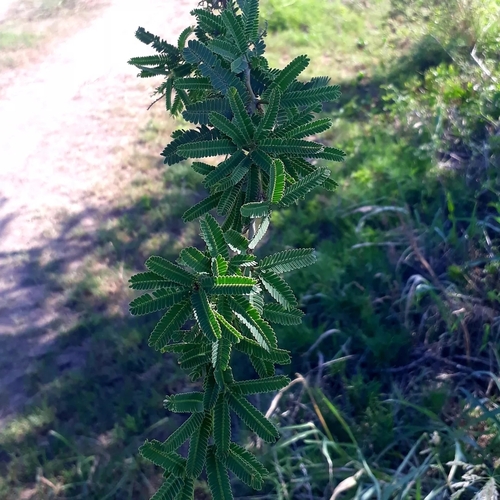 Prosopis affinis (Algarobia) — photo
