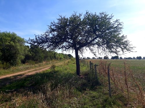 Prosopis affinis