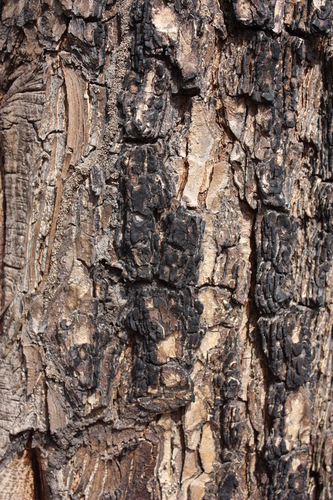 Prosopis africana (Mesquite) — photo