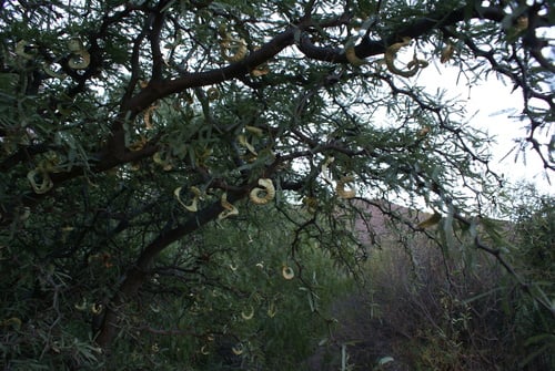 Prosopis alba (White carob tree) — photo