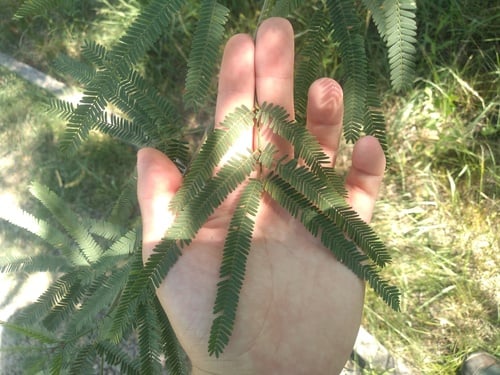 Prosopis alba (White carob tree) — photo