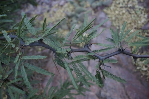 Prosopis alba