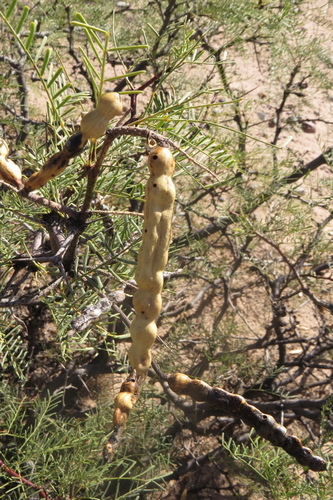 Prosopis alpataco