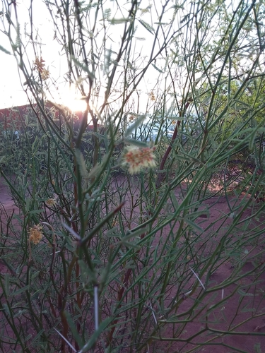 Prosopis argentina (Argentina mesquite) — photo