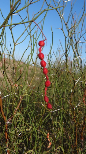 Prosopis argentina (Argentina mesquite) — photo