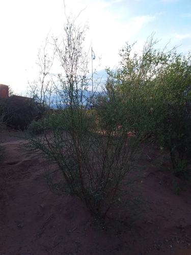 Prosopis argentina
