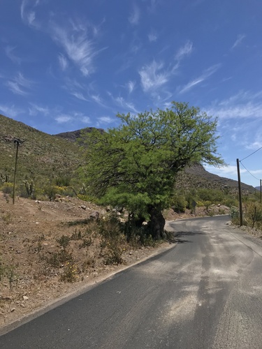 Prosopis chilensis