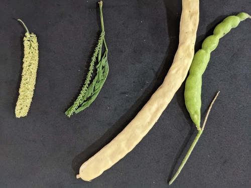 Prosopis cineraria (Khejri bean) — photo