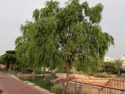 Prosopis cineraria