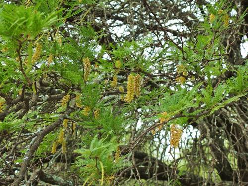 Prosopis dulcis (Algaroba) — photo