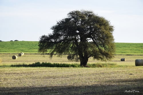 Prosopis dulcis
