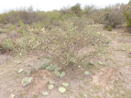 Prosopis elata (Tall mesquite) — photo